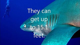 Top 10 Largest Sharks