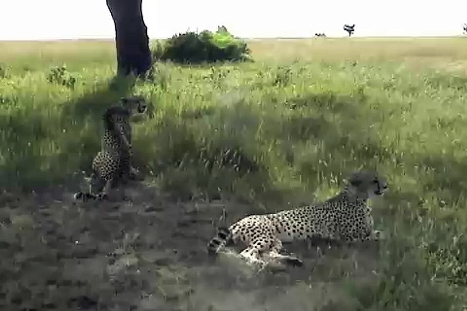 3 Cheetahs Make a Kill