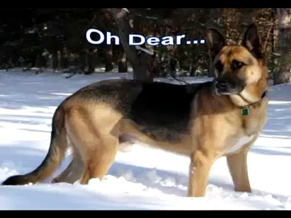 Oh Dear - Deer