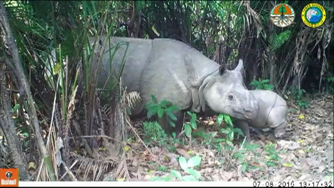 La vidéo des trois bébés rhinocéros de Java