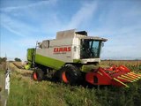 Claas Lexion 450 Harvesting Grain Maize