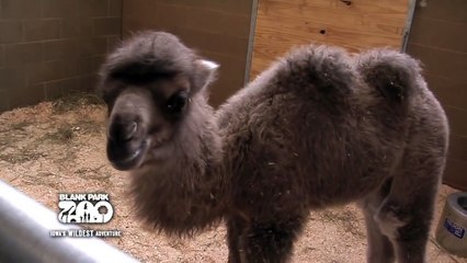 Blank Park Zoo's Baby Camel & Kudu