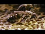 Acouplement des reines d'abeille تزاوج ملكات نحل العسل