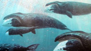Bowhead whale - Nomasa series