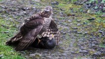 Sparrowhawk caught starling in garden HD Graphic viewer caution!