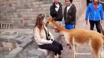 funny videos shooting watch funny animals actionsلقطات مضحكه وسقوط غير متوقع e