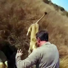 People Are Amazing Who wants to cuddle with a lion ☺️ PeopleAreAmazing