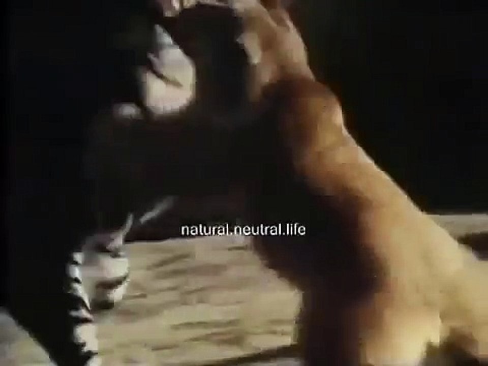 【死闘】 熊 VS 虎 その結末は？！