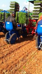 آلة زراعة الطماطم