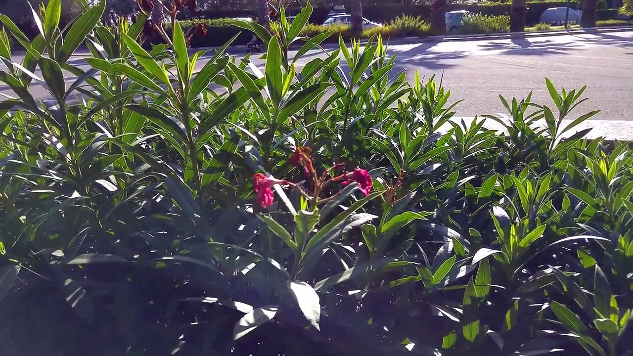 Demo video LG G4 in 4K