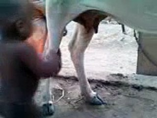 Kid playing with cow, intension to have milk directly