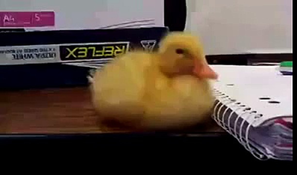 Patito durmiendo bees