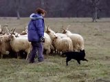 Böbebaba, 7 months old mudi puppy, herding sheeps