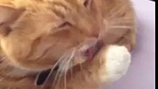 Sneezing Kitty