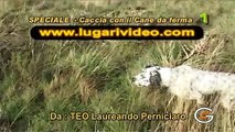SPECIALE CACCIA COI CANI DA FERMA 1- Hunting with dogs