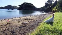 Truly Scrumptious Ragdoll Kittens ~ Playing on beach with their canine babysitters!