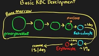 Schneid Guide to Interpretation of the Reticulocyte Count.mp4