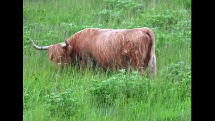 PARC BALZAC ANGERS 30 05 2014