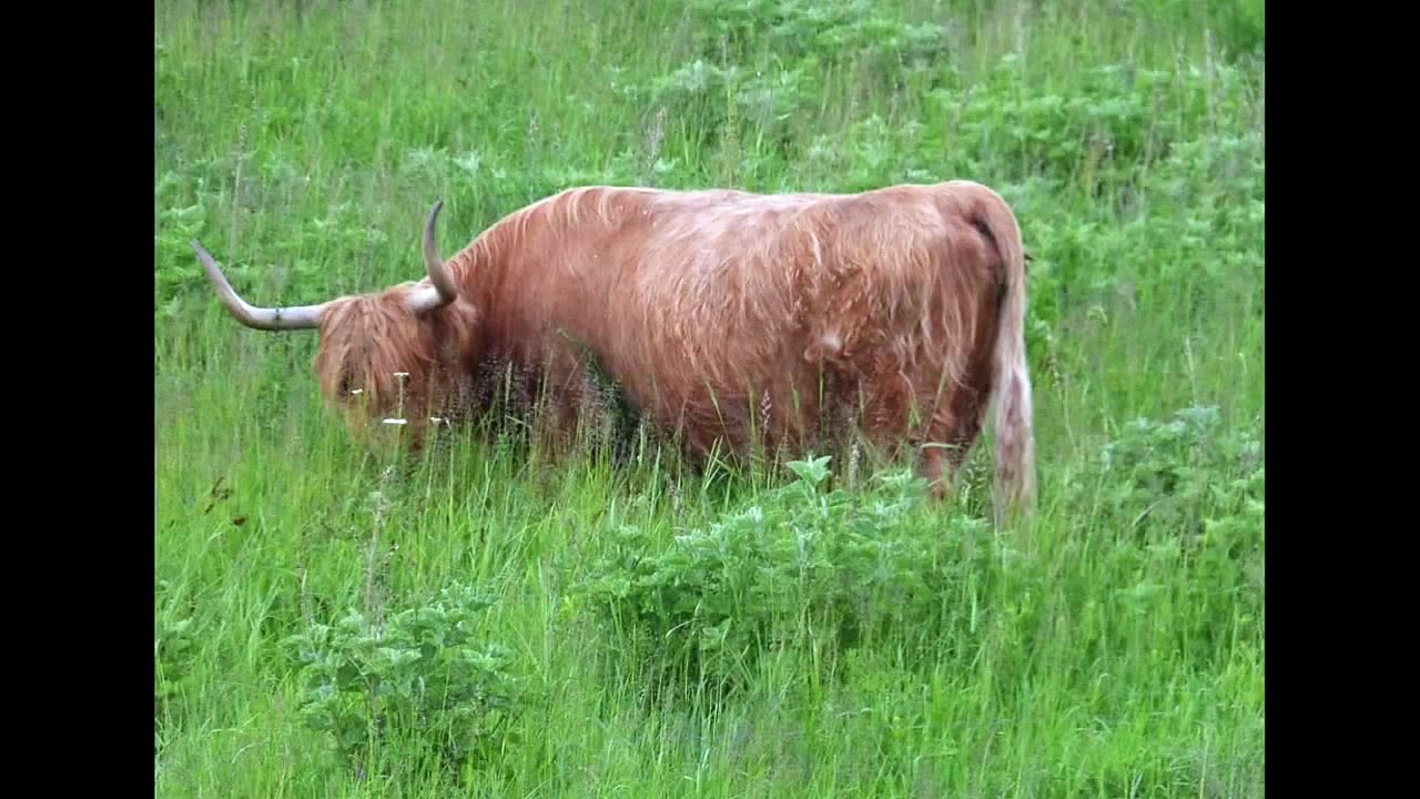 PARC BALZAC ANGERS 30 05 2014