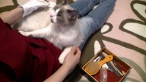 コハク君　ブラッシング大好き２（4分）Cat Grooming : He loves brushing 2. 4min.