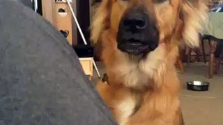 Funny Vines: Dog Throws a Fit