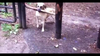 Funny Dogs. A Funny, Ultimate Dog Video vines #15