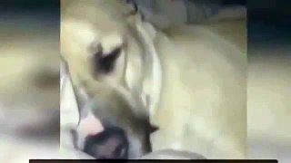 Funny Dogs. A Funny, Ultimate Dog Video vines #14