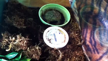 Southern toad feeding