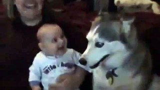 Talking Husky Dog! Funny! Dog makes baby laugh | funny dog and baby videos