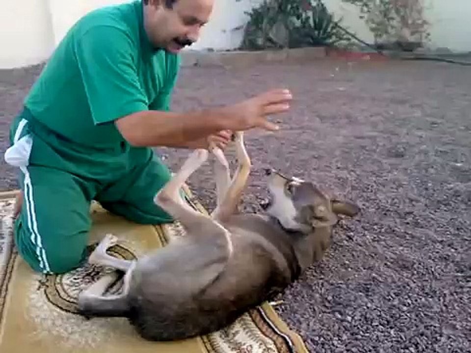 مخاوي الذيب - يروض ذيب