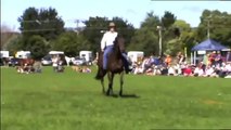 Natural Horsemanship Games Demo's