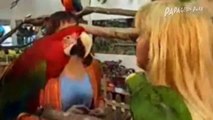 Bericht über gesunde Papageienernährung - mit Erfahrungsbericht eines Kunden
