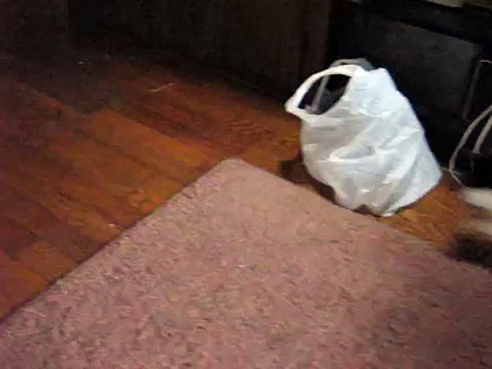 Kat in de zak? Cat in bag being atacked