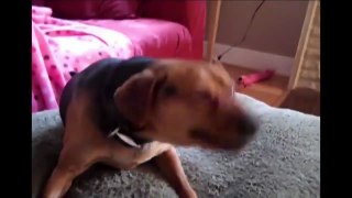 Funny animals Amazing Sneezing Dog!