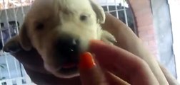 Cute Yellow Labrador Retriever Puppy