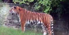 Sibirischer Tiger Jegor - Asiatische Elefanten - Tierpark Hellabrunn [Full Episode]