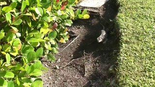 iguana iguana with rock iguana