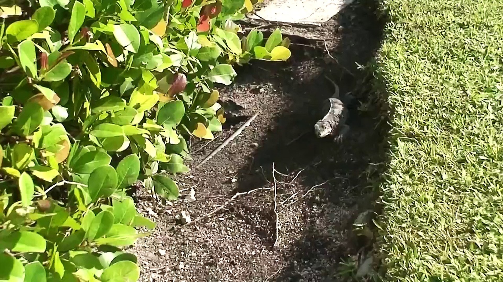 ⁣iguana iguana with rock iguana