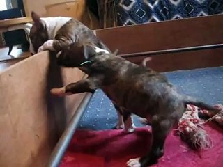 les chiots bull-terriers miniatures de 2 mois de l'élevage des Honey's Bulls