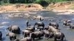 elefanten baden in sri lanka / elephant bath sri lanka [Full Episode]