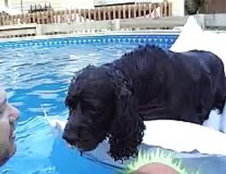 funny dog , diving under water