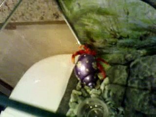 Hermit Crab Yelling (Coenobita perlatus)