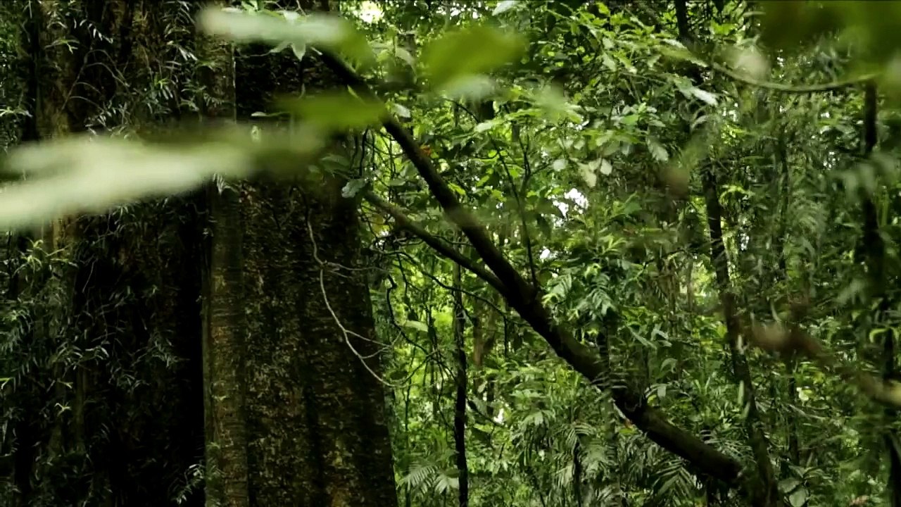 EBS 다큐프라임 진화의 신비, 독 - 짐피짐피