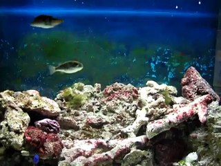 Acuario Marino de 30 Galones