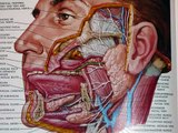 Head & Neck Anatomy; Pharynx; Swallowing; Bile Ducts; professor fink