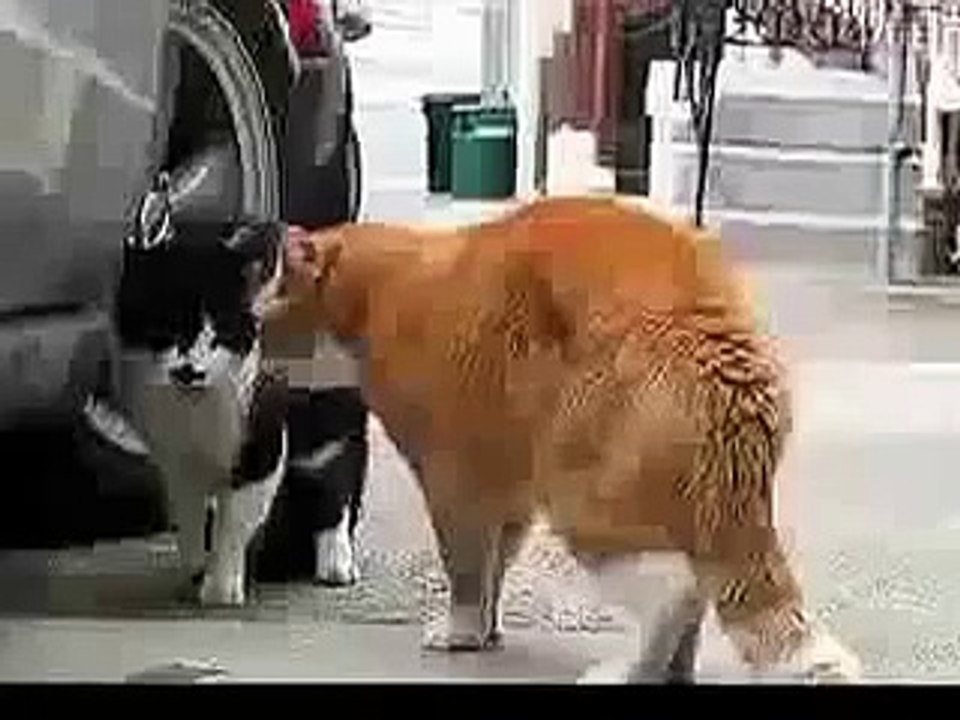 CAT GETS BOLLOCKING Funny Animal Videos