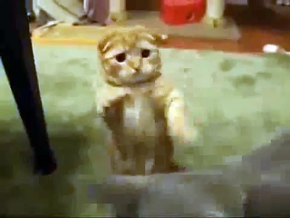 Funny Cats - Fail Compilation, Funny Pranks and Funny Videos Videos | New Funny Video