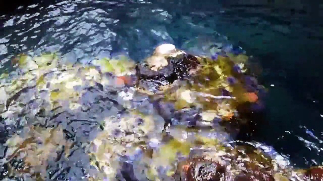 California Academy of Sciences Golden Gate Park San Francisco California September 2011