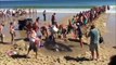 Beachgoers band together to try and save great white shark stranded on Massachusetts beach