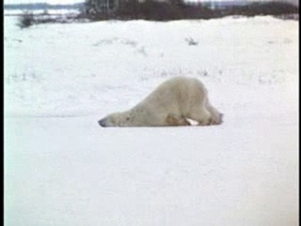 Ours polaire sans motivation ...